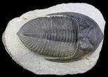 Zlichovaspis Trilobite - Great Eye Facets #36410-1
